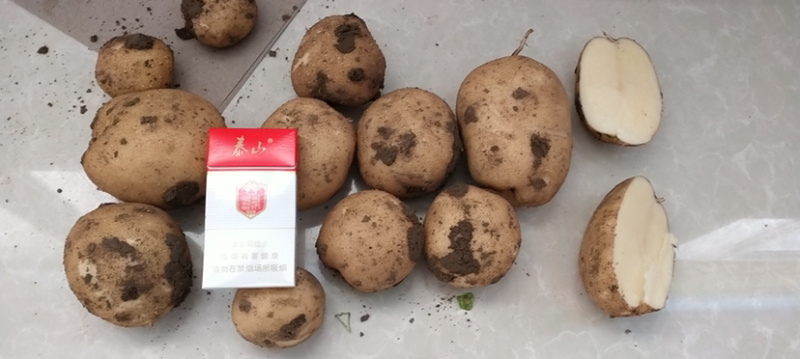 大西洋土豆个头饱满无黑心，土豆大西洋土豆