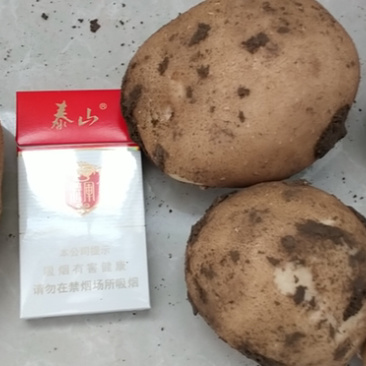 大西洋土豆个头饱满无黑心，土豆大西洋土豆