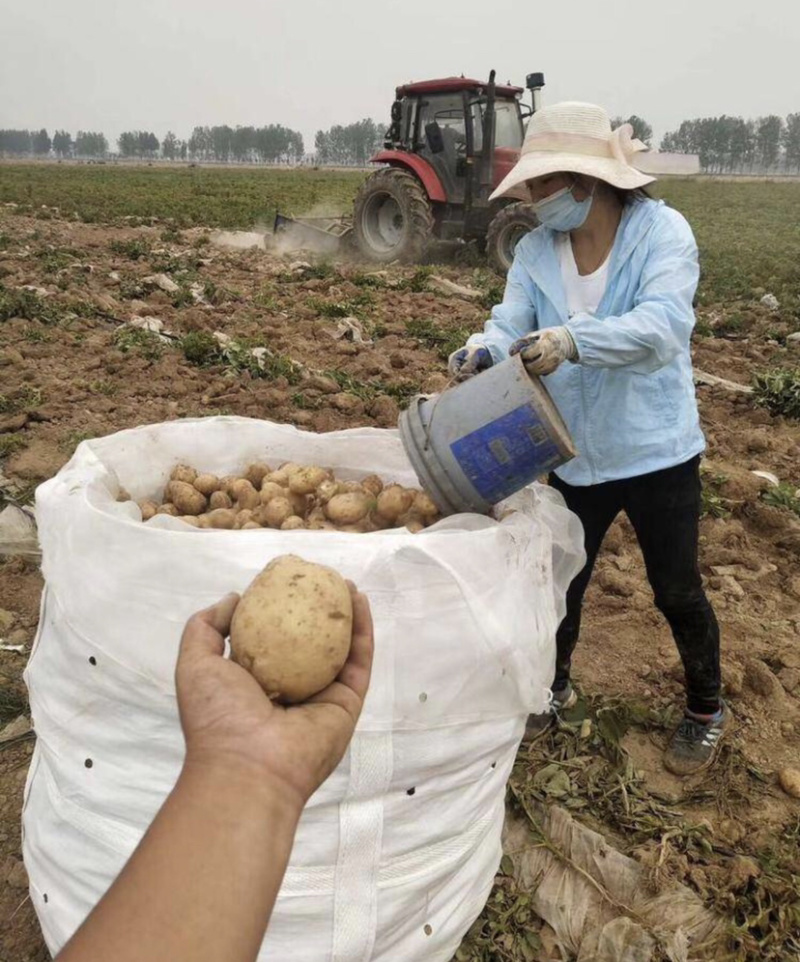 大西洋土豆个头饱满无黑心，土豆大西洋土豆