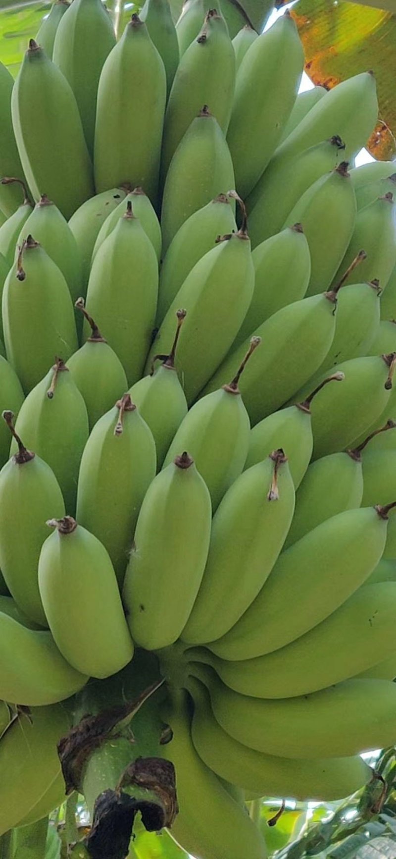 粉蕉