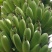 粉蕉