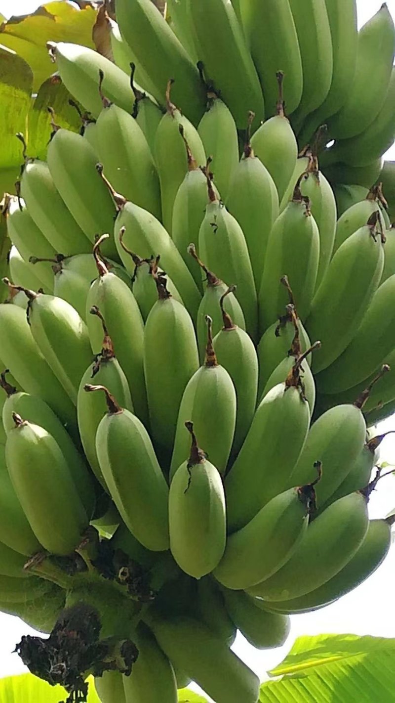 粉蕉