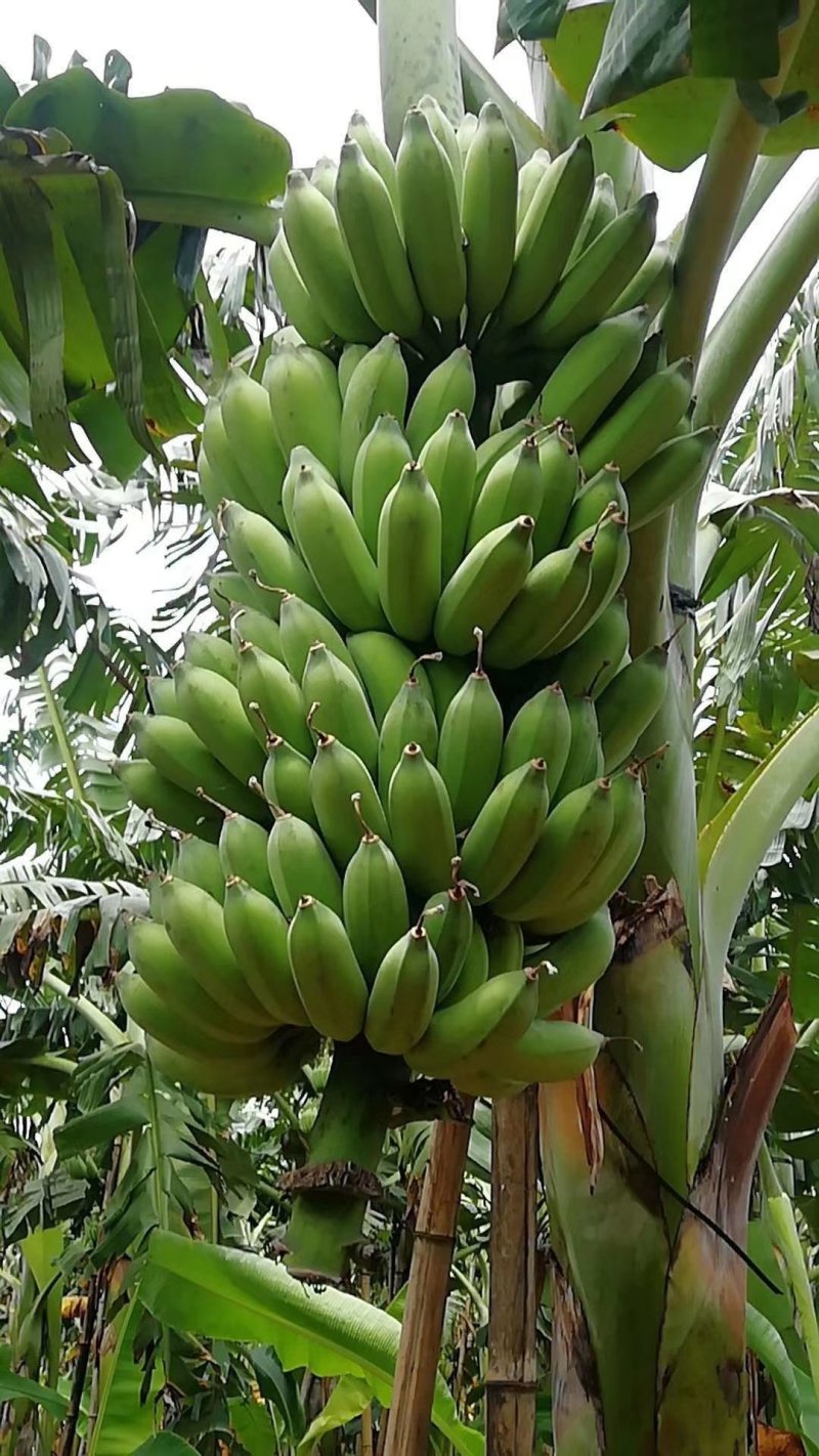 粉蕉
