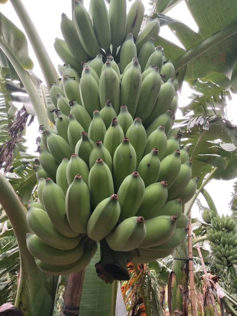 粉蕉