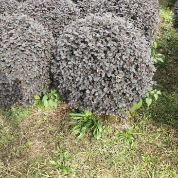 广西桂林红继木球供应，红花继木球批发大量有货