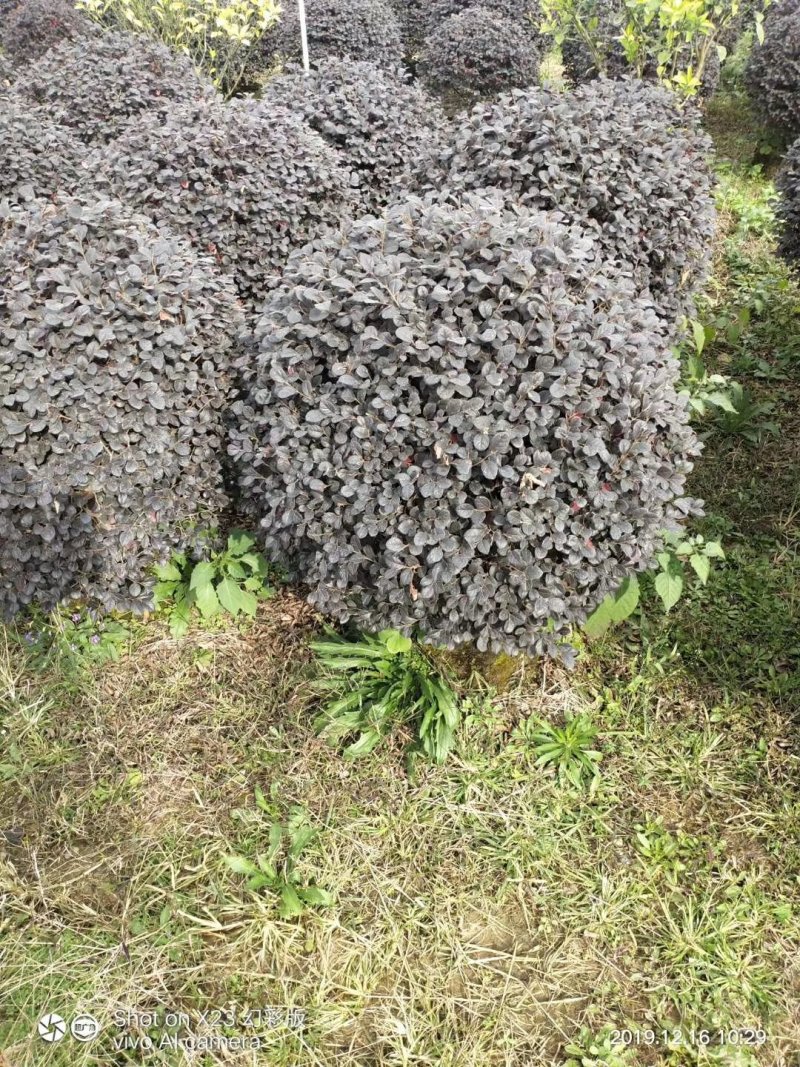 广西桂林红继木球供应，红花继木球批发大量有货