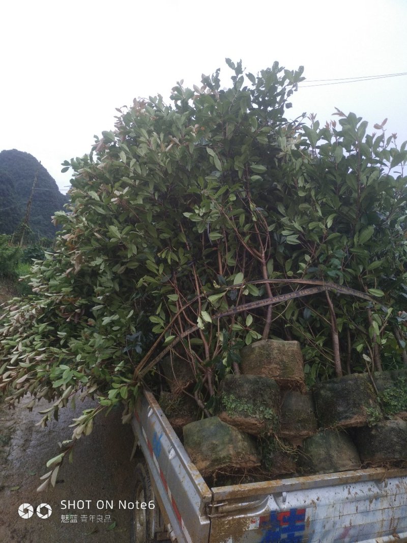 广西桂林红叶石楠球供应，红叶石楠球批发