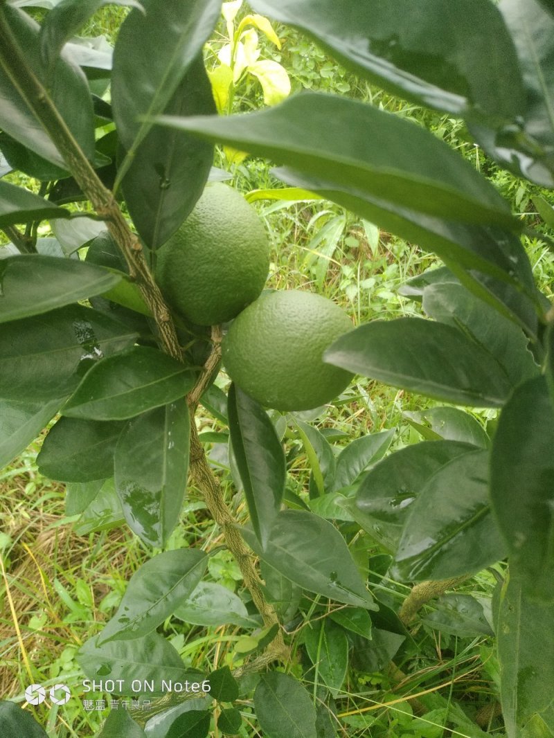 纽荷尔脐橙枝条批发，赣南脐橙枝条供应