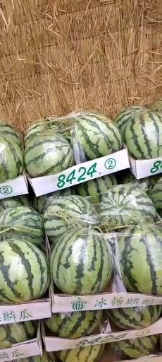 [美都西瓜批发]河南周口太康县西瓜 0.36元/斤精品美都西瓜 _ 一亩田