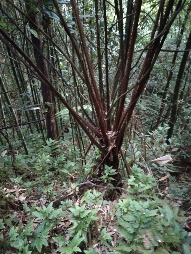龙骨风干货本地老山野生货