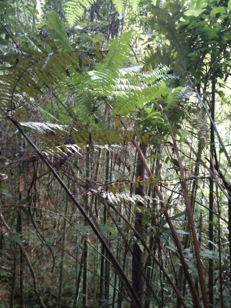 龙骨风干货本地老山野生货