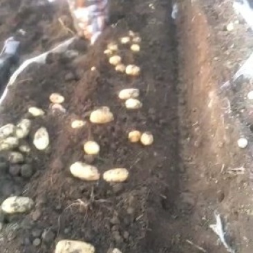 新乐市土豆大量上市需要的联系我