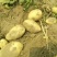 新乐市土豆大量上市需要的联系我