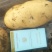 新乐市土豆大量上市需要的联系我
