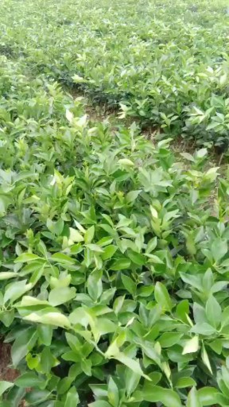 江西赣南脐橙特早脐橙苗