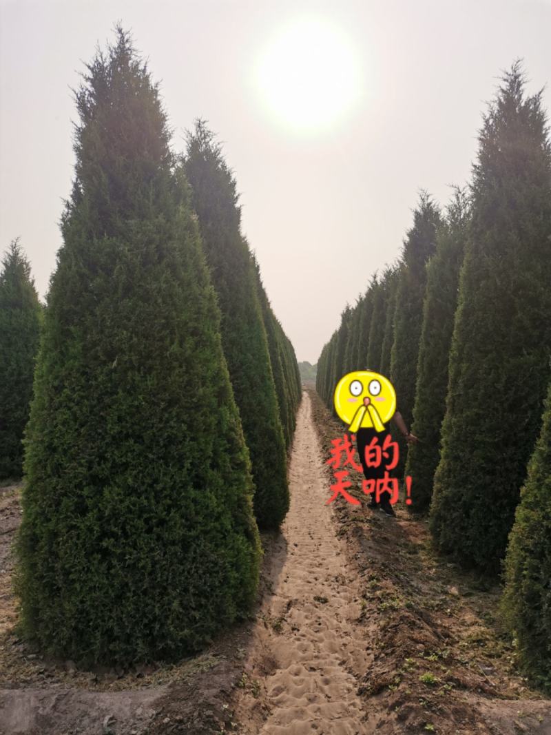 望都塔桧刺柏圆柏侩柏塔侩北京桧