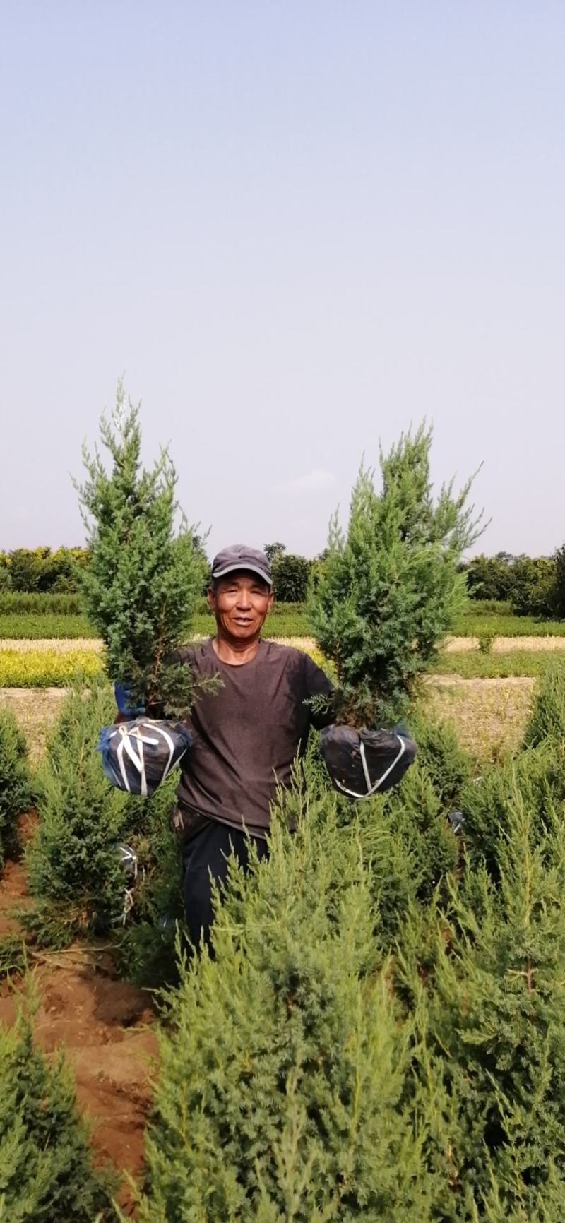 望都塔桧刺柏圆柏侩柏塔侩北京桧