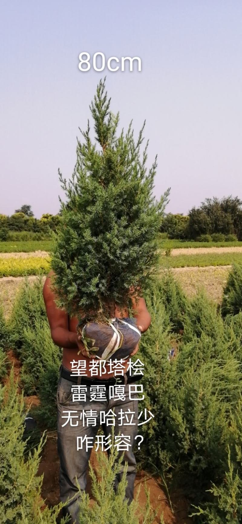 望都塔桧刺柏圆柏侩柏塔侩北京桧