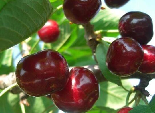 大连美早樱桃采收包装场景