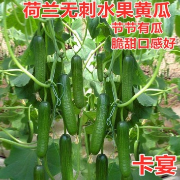 无刺水果黄瓜种子绿皮绿肉乳瓜小黄瓜