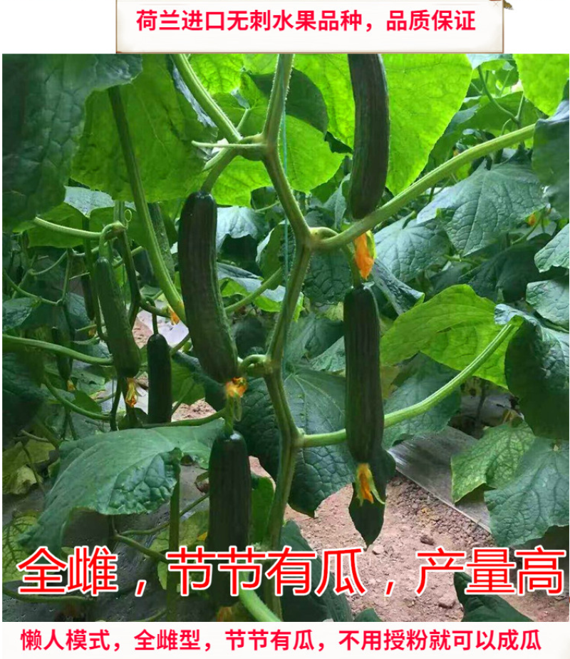 无刺水果黄瓜种子绿皮绿肉乳瓜小黄瓜