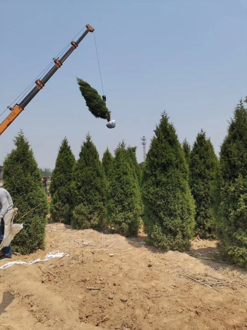 望都塔桧河北望都景观绿化2.5米自然塔形