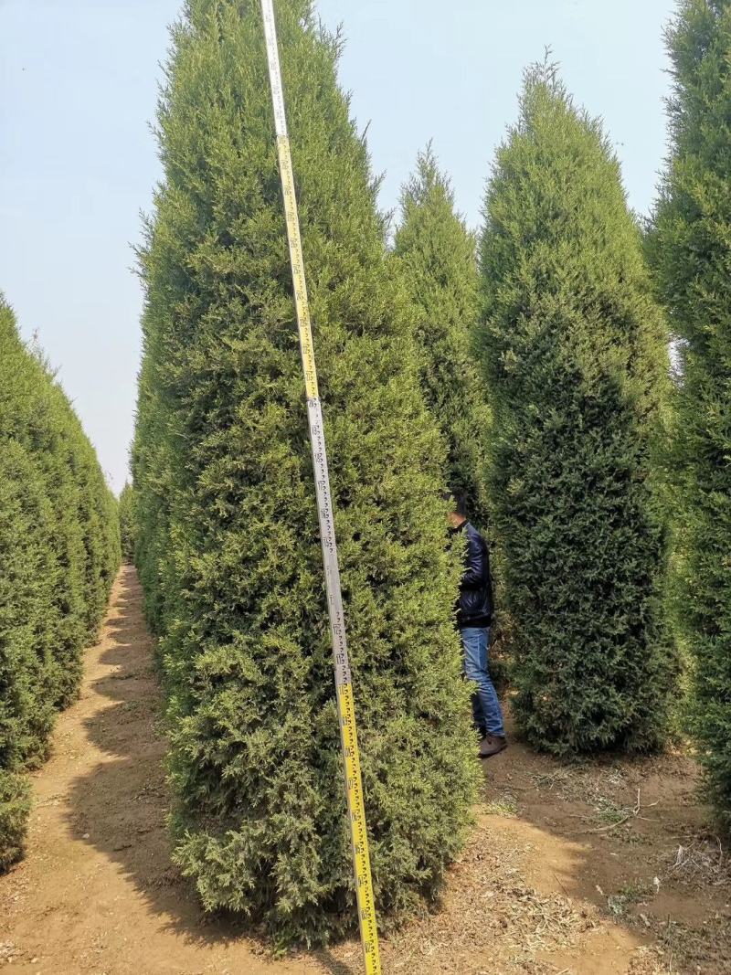 望都塔桧河北望都景观绿化2.5米自然塔形