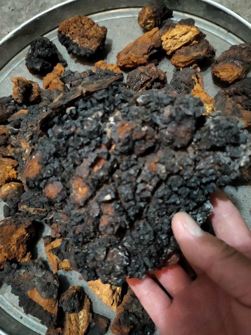 西藏高原桦树茸桦树泪货真价实