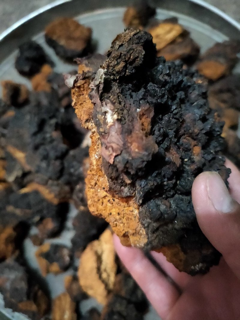 西藏高原桦树茸桦树泪货真价实
