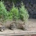 望都塔桧河北望都大田苗1.2米自然塔形景观绿化