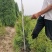 望都塔桧河北望都景观绿化3米自然塔形
