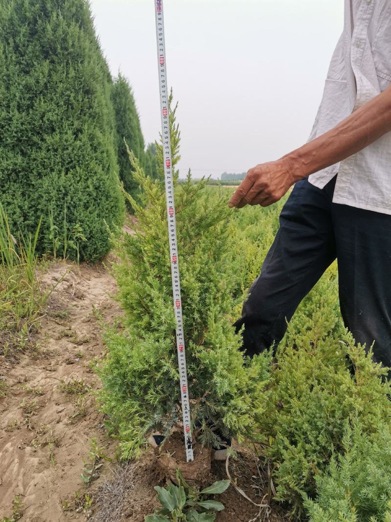 望都塔桧河北望都景观绿化3米自然塔形
