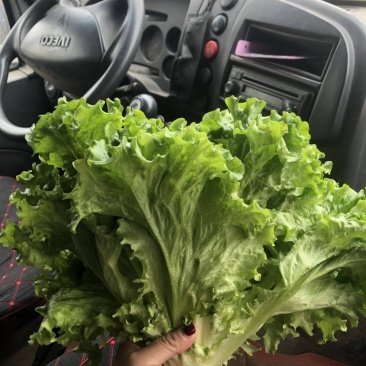 卖苦菊