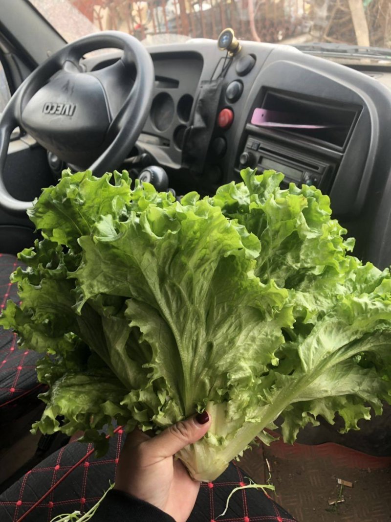 卖苦菊