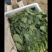 卖苦菊