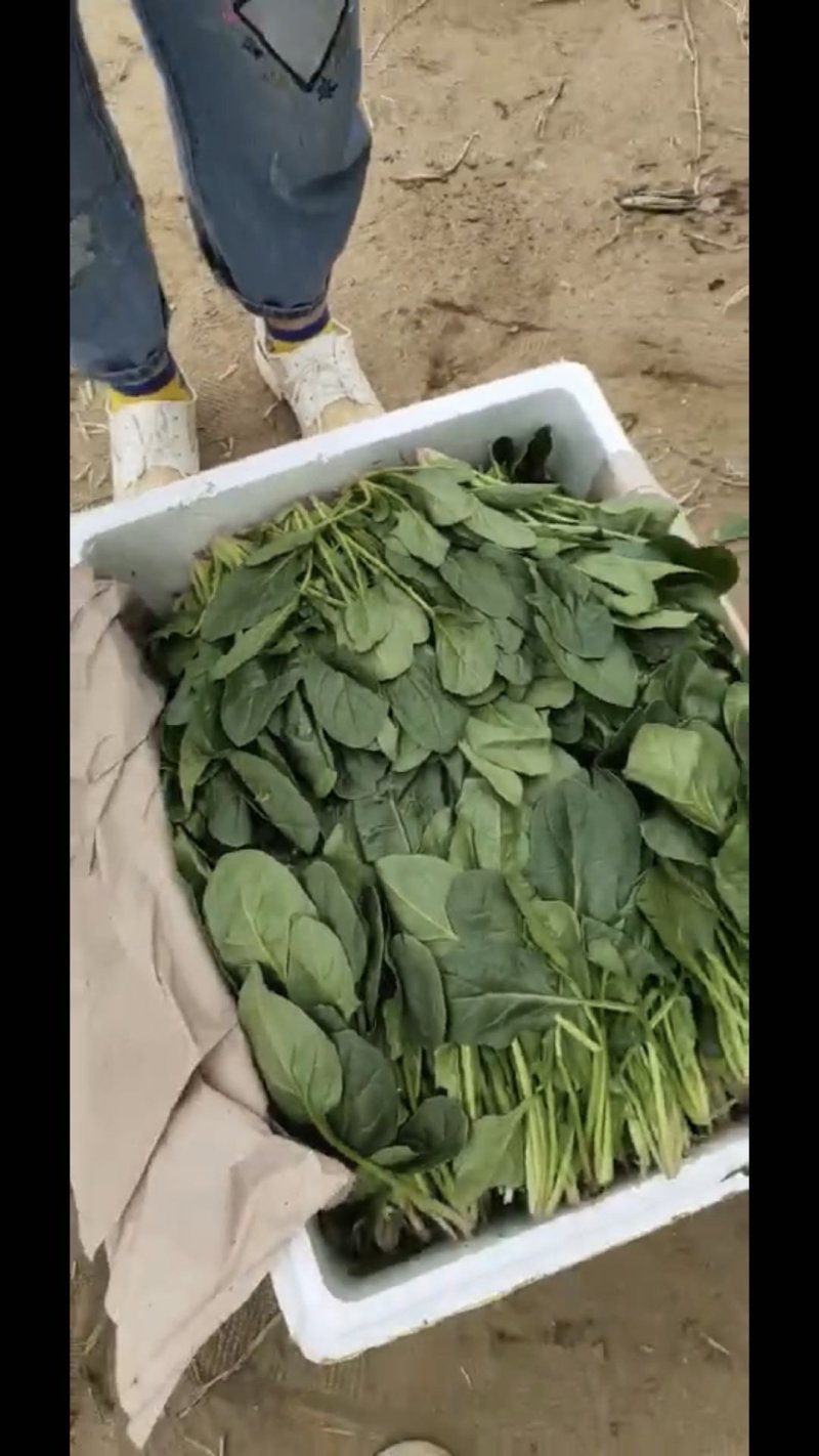 卖苦菊