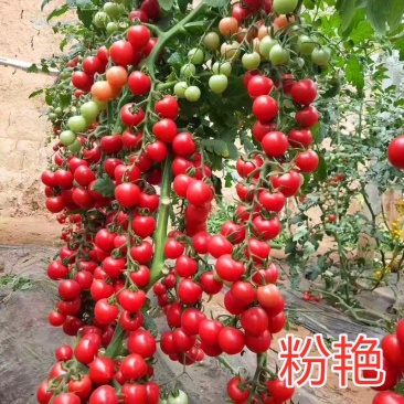 口感小圆红圣女果品种粉艳口感倍棒