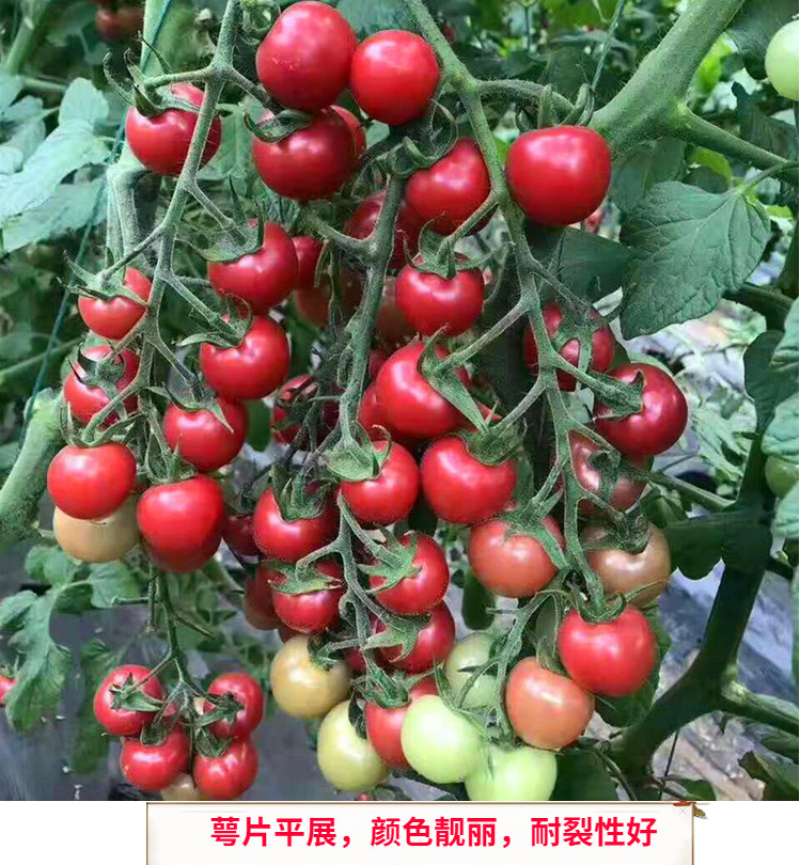 口感小圆红圣女果品种粉艳口感倍棒