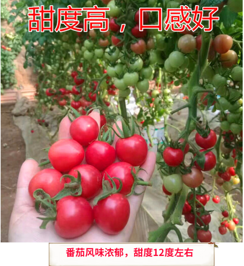 口感小圆红圣女果品种粉艳口感倍棒