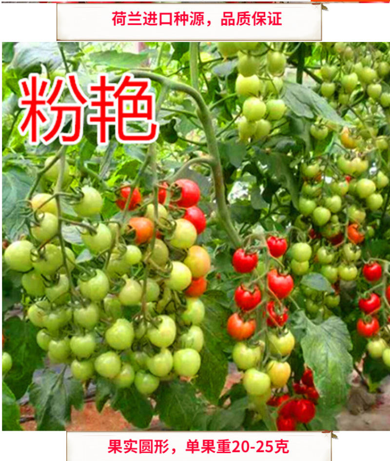 口感小圆红圣女果品种粉艳口感倍棒