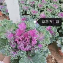 雨衣羽衣甘蓝，多样花色，基地直销