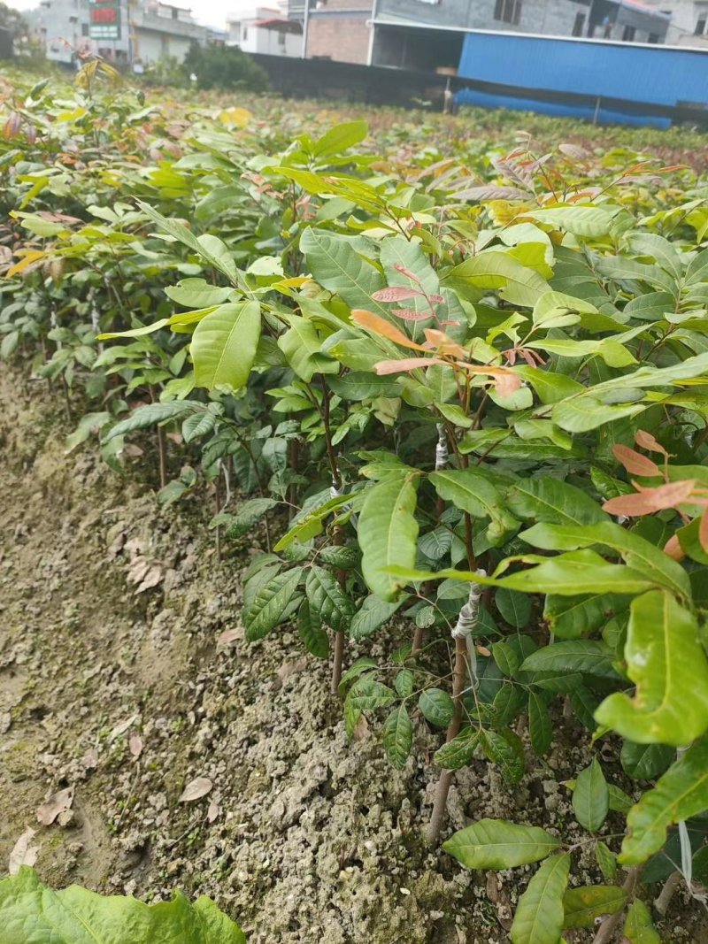 龙眼树苗石硖龙眼苗正品嫁接