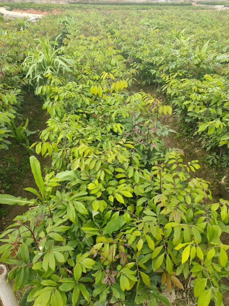 龙眼树苗石硖龙眼苗正品嫁接