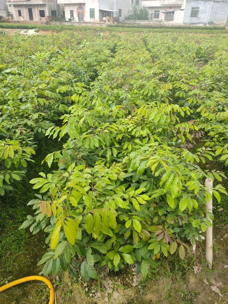 龙眼树苗石硖龙眼苗正品嫁接
