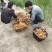 野生菌