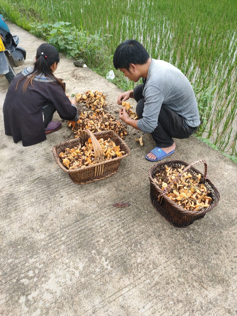 野生菌