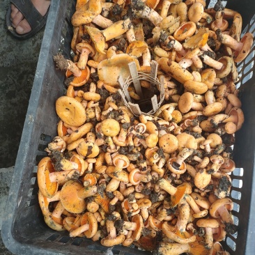 野生菌