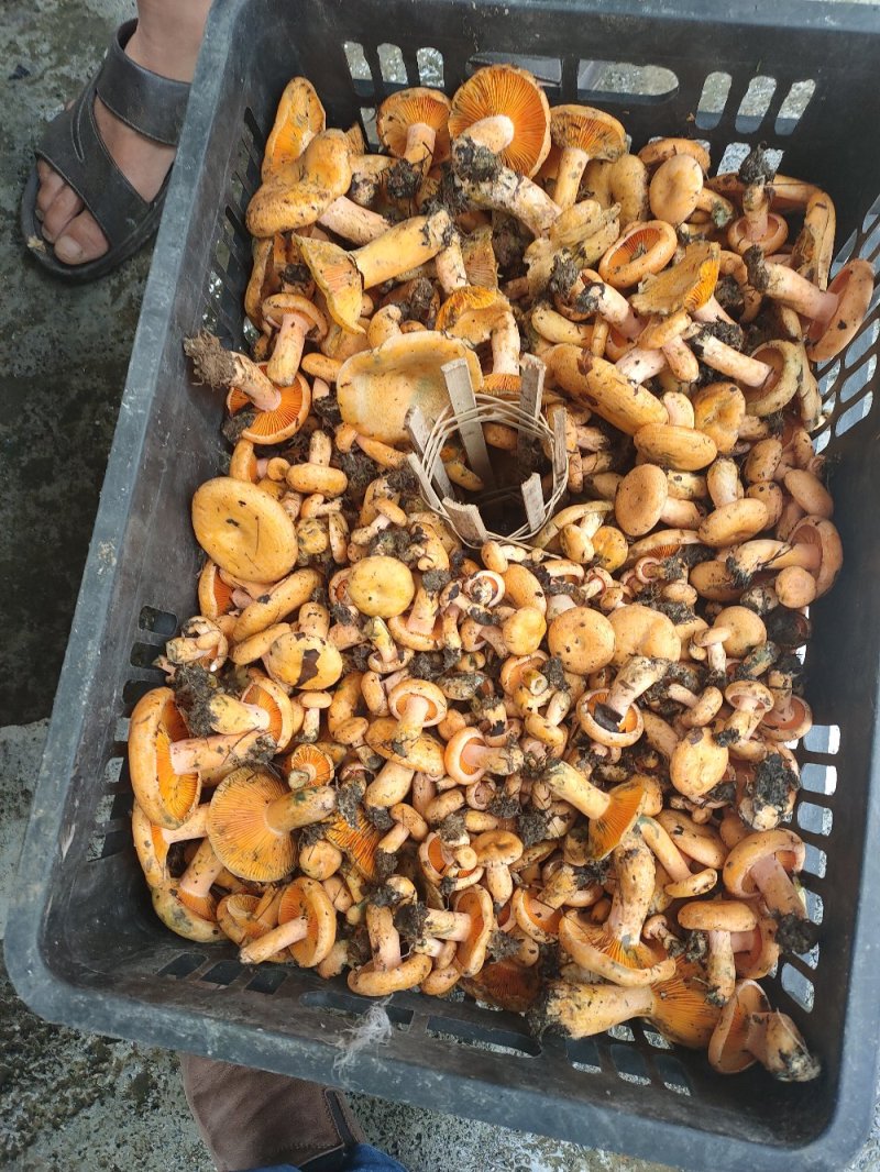 野生菌