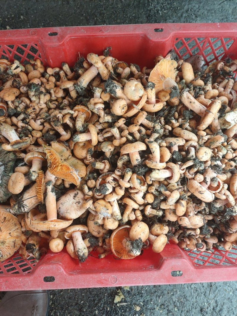 野生菌