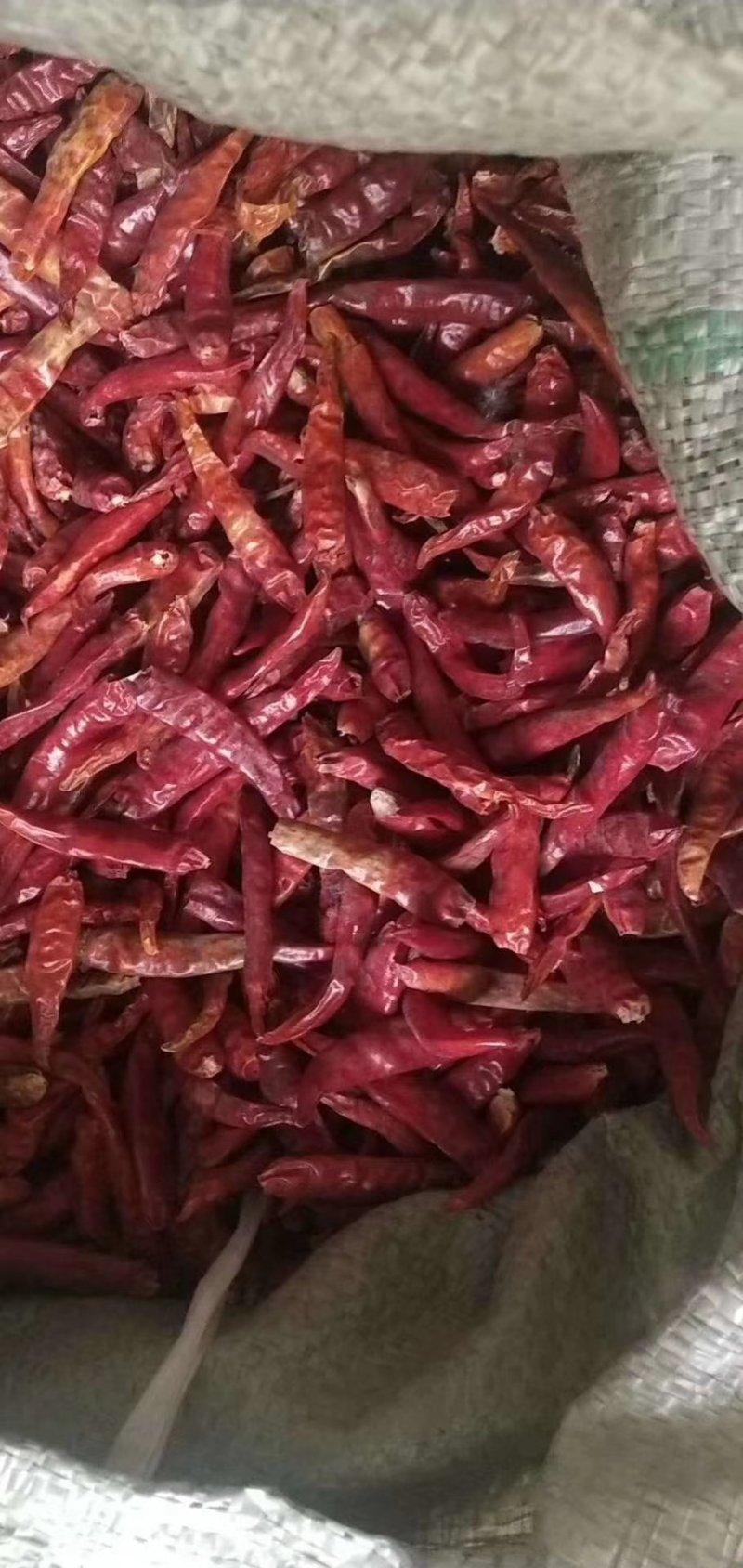 干辣椒